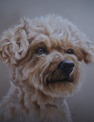 caniche portrait