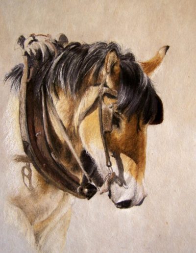 cheval de trait portrait