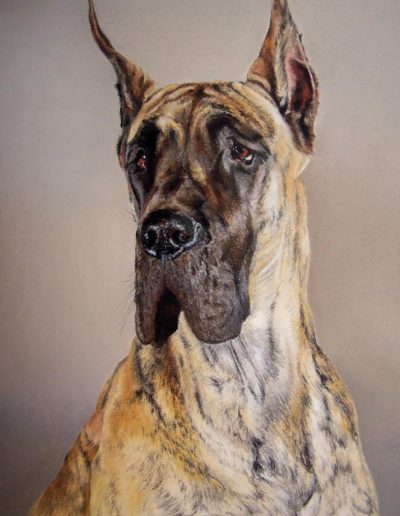 dogue allemand portrait