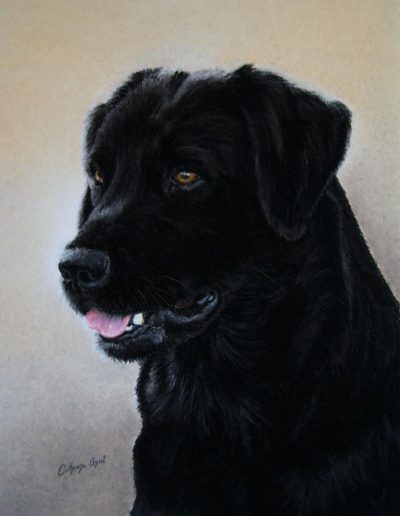 labardor noir portrait