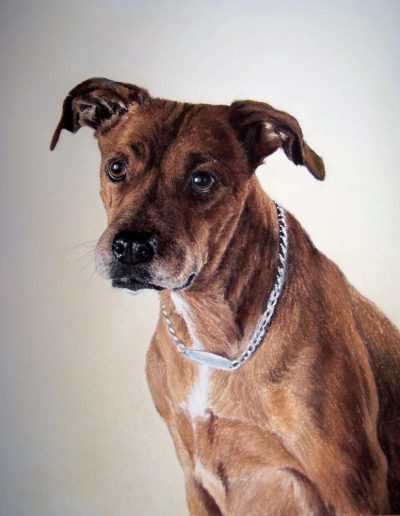 le chien portrait