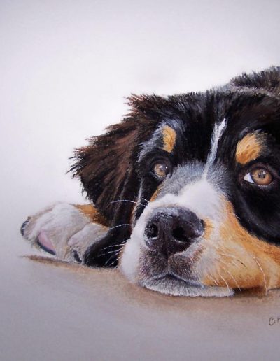cheyenne bouvier bernois portrait
