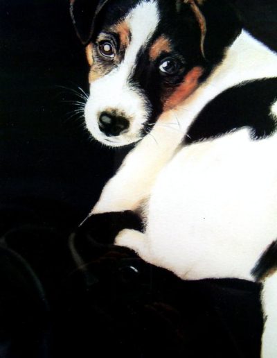chiot jack russel
