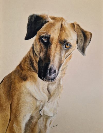 portrait chien de berger