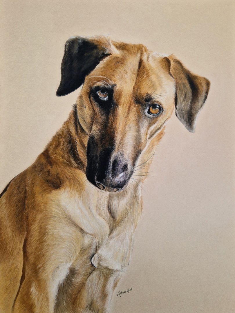 portrait chien de berger